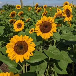 Fishkill Farms - Fishkill