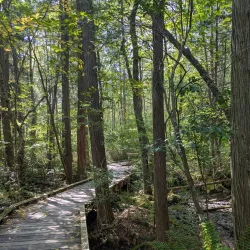 Cedar Swamp Preserve - Glen Cove