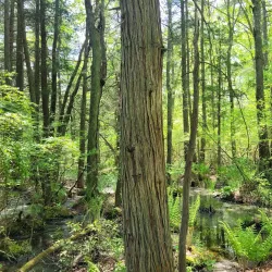 Cedar Swamp Preserve - Glen Cove