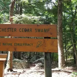 Cedar Swamp Preserve - Glen Cove