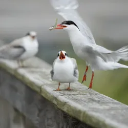 Hempstead Harbor Shoreline Trail - Glen Cove