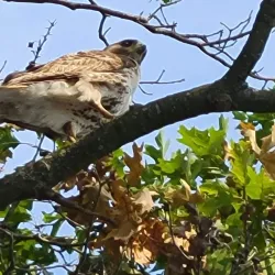 Clinton G. Martin Park - Hempstead