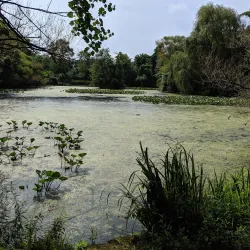 Tanglewood Preserve - Hempstead