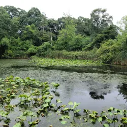 Tanglewood Preserve - Hempstead