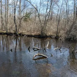 Connetquot River State Park Preserve - Islip