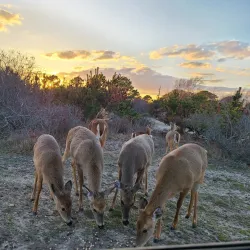 Islip Marina - Islip