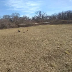 Robinson Duck Farm - Islip