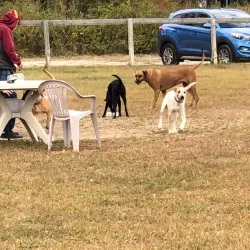 Robinson Duck Farm - Islip