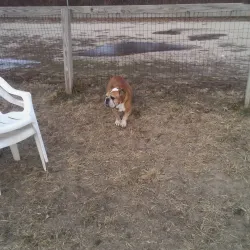 Robinson Duck Farm - Islip