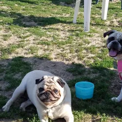 Robinson Duck Farm - Islip