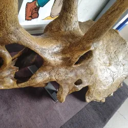 Museum of the Earth - Ithaca