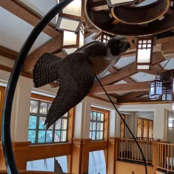 Roger Tory Peterson Institute of Natural History - Jamestown