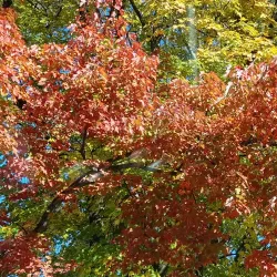 Kingston Farmers Market - Kingston