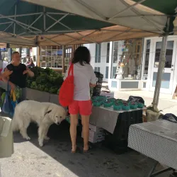 Kingston Farmers Market - Kingston