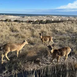 Fire Island National Seashore - Long Island