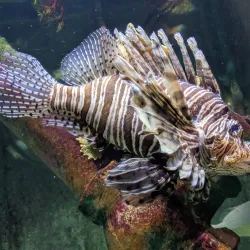 Long Island Aquarium - Long Island