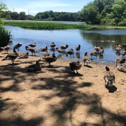 Massapequa Preserve - Massapequa