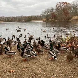 Massapequa Preserve - Massapequa