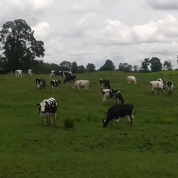 Middletown Green - Middletown