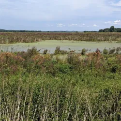 Wallkill River National Wildlife Refuge - Middletown