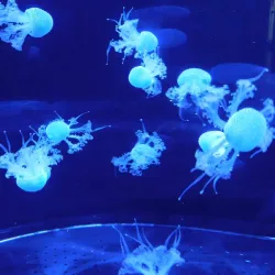 Aquarium of Niagara - Niagara Falls