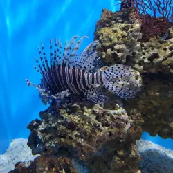 Aquarium of Niagara - Niagara Falls
