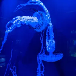 Aquarium of Niagara - Niagara Falls