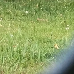 Allegheny River - Olean