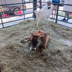 Olean Farmers Market - Olean