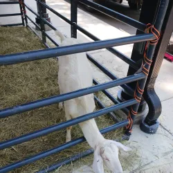 Olean Farmers Market - Olean