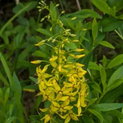 Hawk Eye Lookout - Oneonta