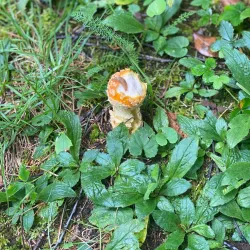 Hawk Eye Lookout - Oneonta