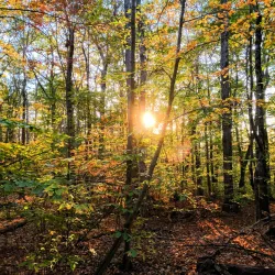 Oneonta Community Gardens - Oneonta