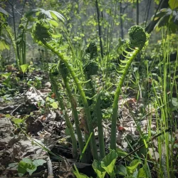 Susquehanna River Walk - Oneonta