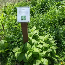 Susquehanna River Walk - Oneonta
