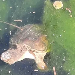 Susquehanna River Walk - Oneonta