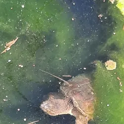 Susquehanna River Walk - Oneonta