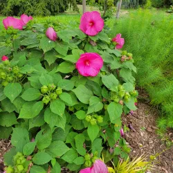 Queens Botanical Garden - Queens