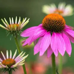 Queens Botanical Garden - Queens