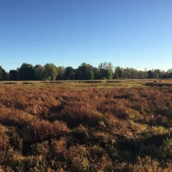 Oak Orchard River Wildlife Management Area - Ridgeway
