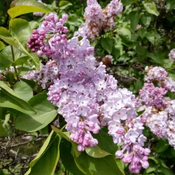 Highland Park - Rochester