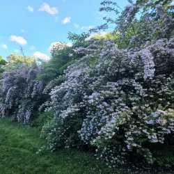 Highland Park - Rochester