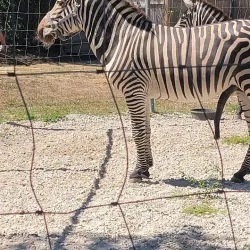 Long Island Game Farm - Ronkonkoma