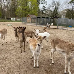 Long Island Game Farm - Ronkonkoma