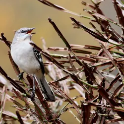 Ronkonkoma Lake - Ronkonkoma