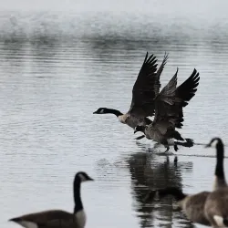 Ronkonkoma Lake - Ronkonkoma