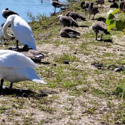 Ronkonkoma Lake - Ronkonkoma