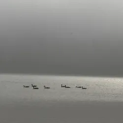 Ronkonkoma Lake - Ronkonkoma