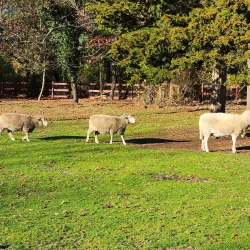 The Smithtown Historical Society - Ronkonkoma