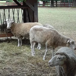 The Smithtown Historical Society - Ronkonkoma